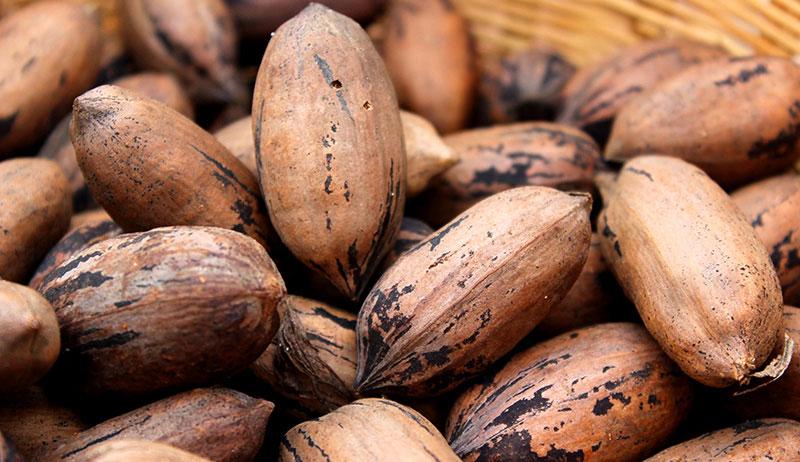 KERN pecans, Jacobsdal