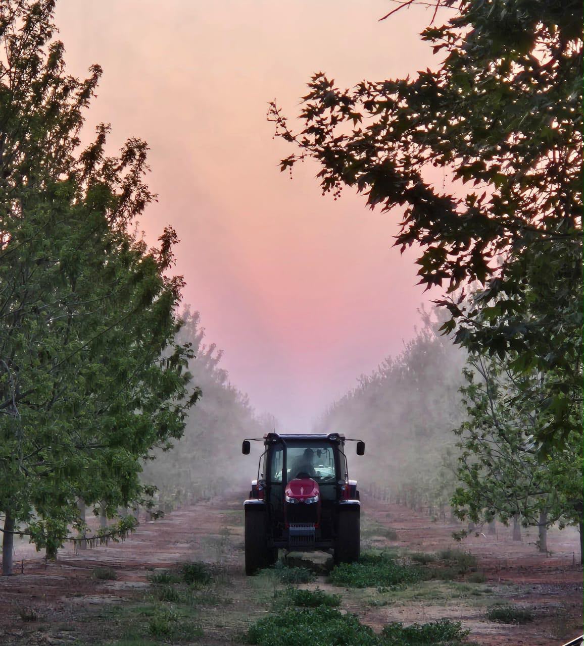 The pecan orchard, Jacobsdal