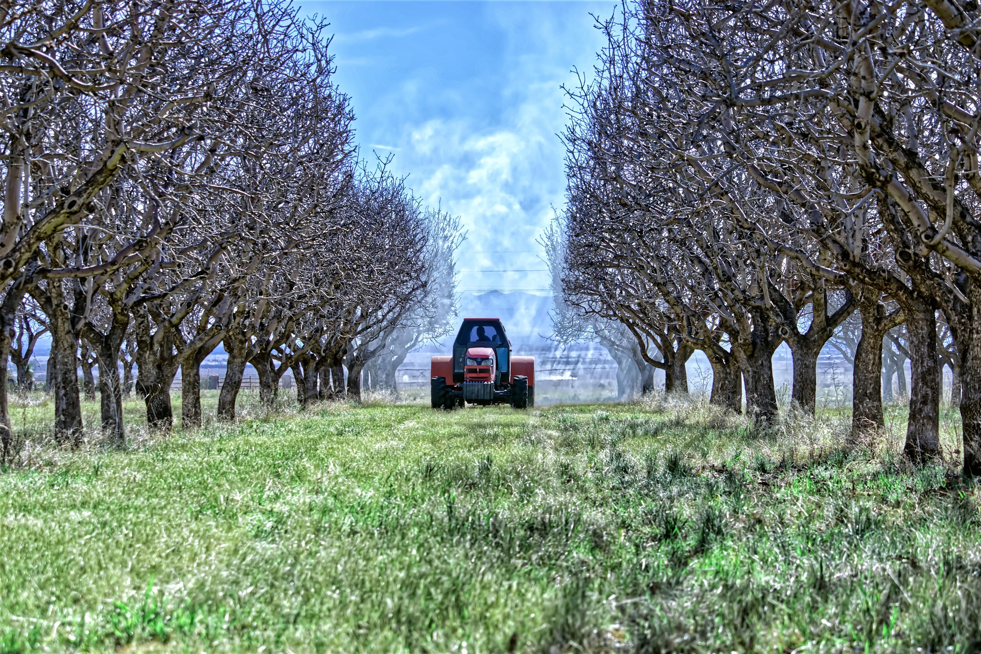 KERN pecan trees